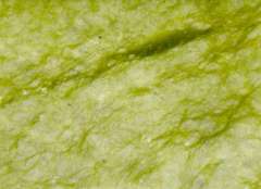 Verde Ming