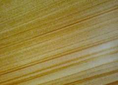 Teakwood